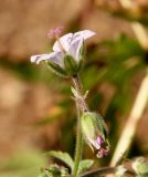 Geranium krylovii. Цветки. Архангельская обл., Красноборский р-н, Уфтюго-Илешский массив малонарушенных лесов, приручьевой разреженный лес. 10.08.2016.