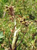 Ranunculus muricatus. Отмирающее плодоносящее растение. Греция, о. Родос, г. Родос, Родосская крепость (Дворец великих магистров), на газоне. 8 мая 2011 г.