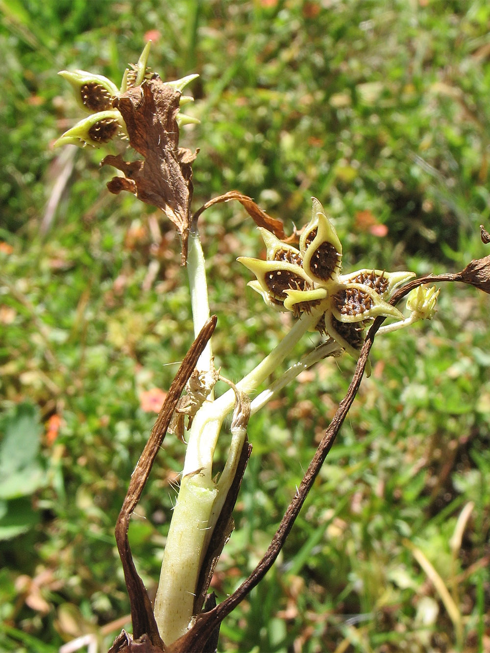 Image of Ranunculus muricatus specimen.