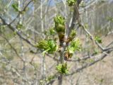 Crataegus dahurica. Ветвь с молодыми побегами. Хабаровск, Большой Уссурийский остров. 07.05.2020.