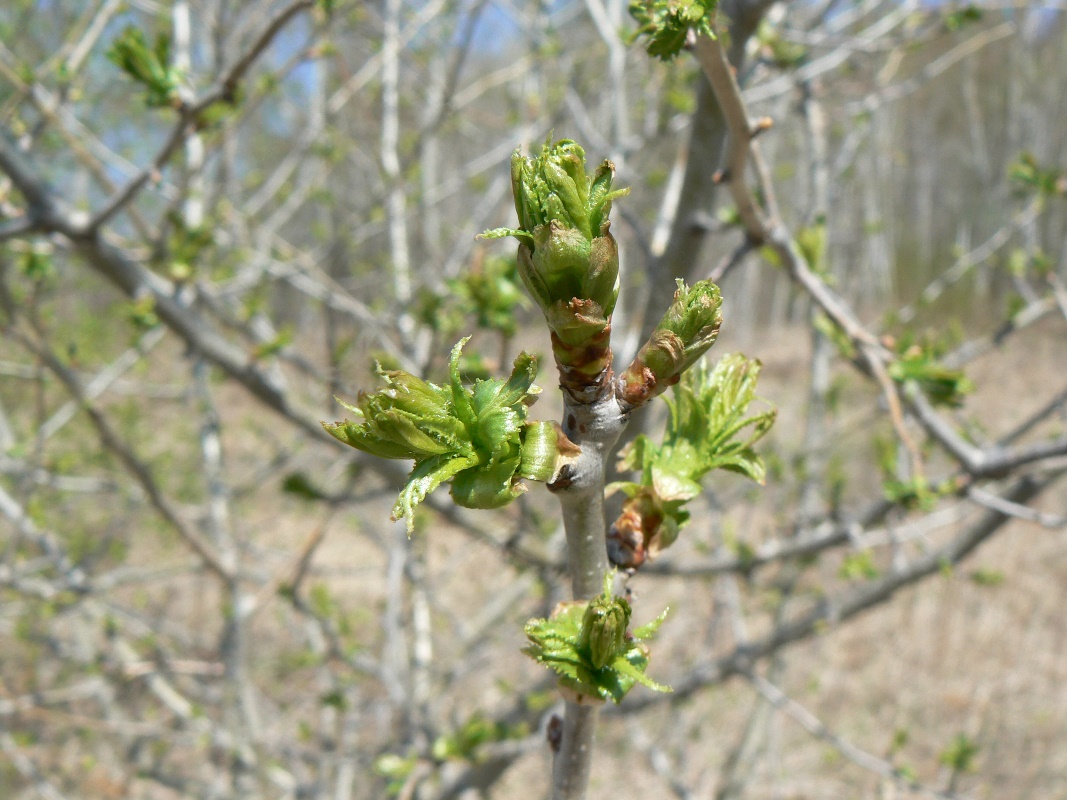 Image of Crataegus dahurica specimen.