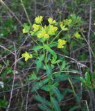 genus Euphorbia