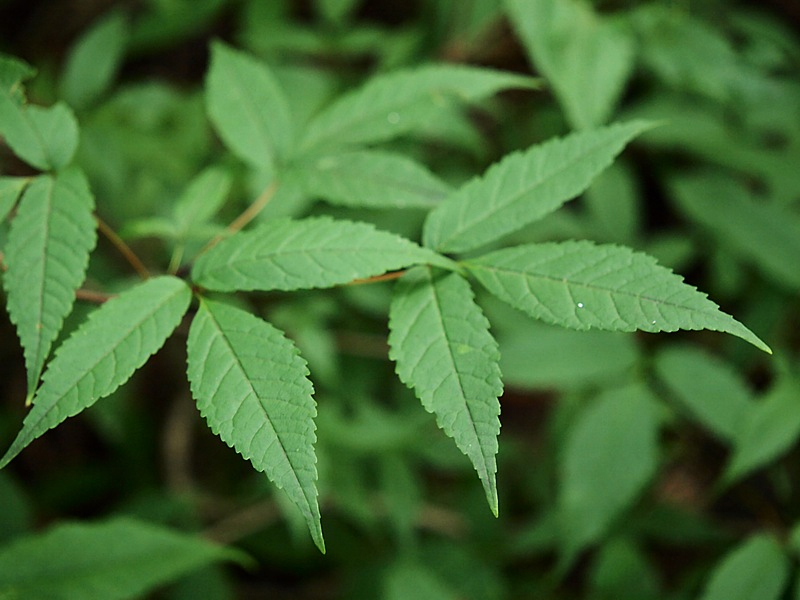 Image of Acer mandshuricum specimen.