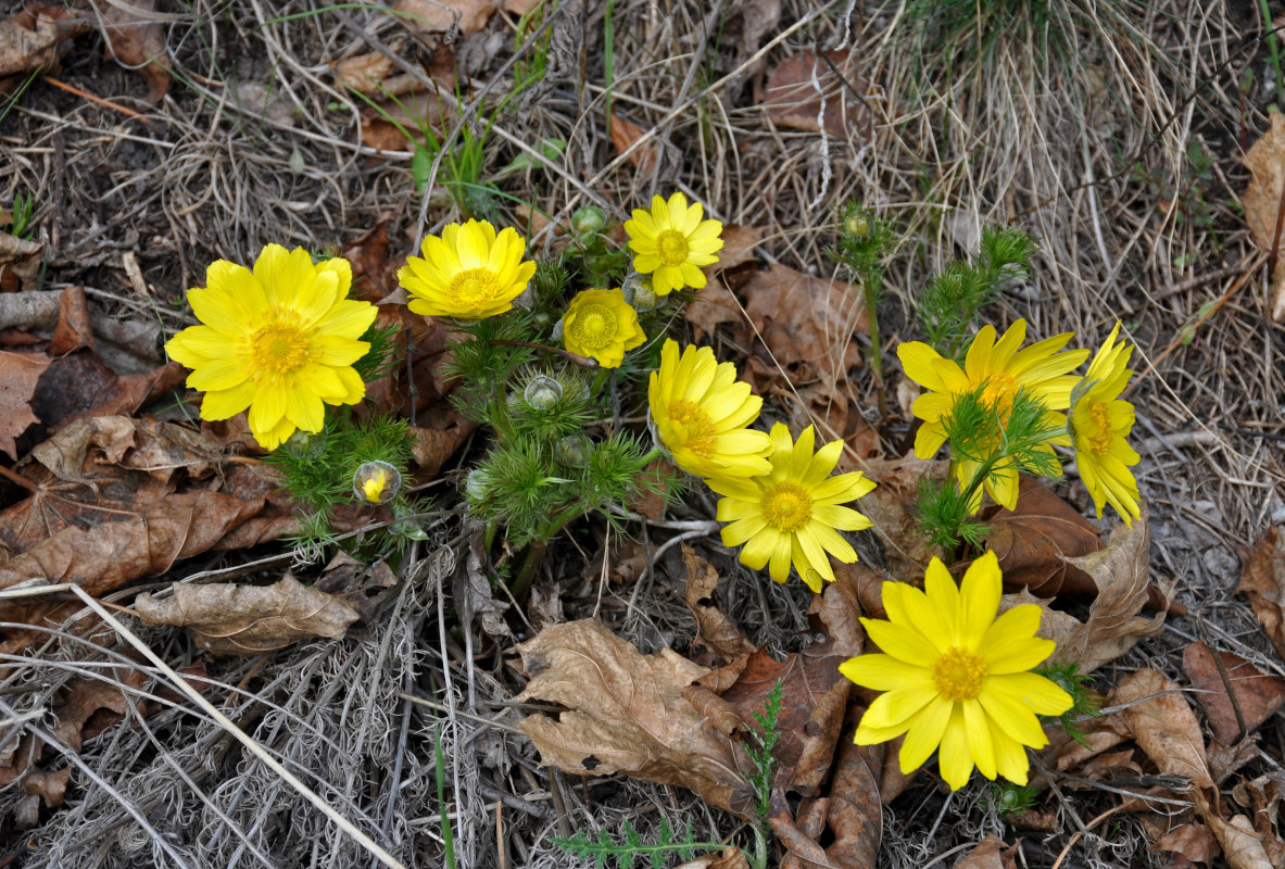 Image of Adonis vernalis specimen.