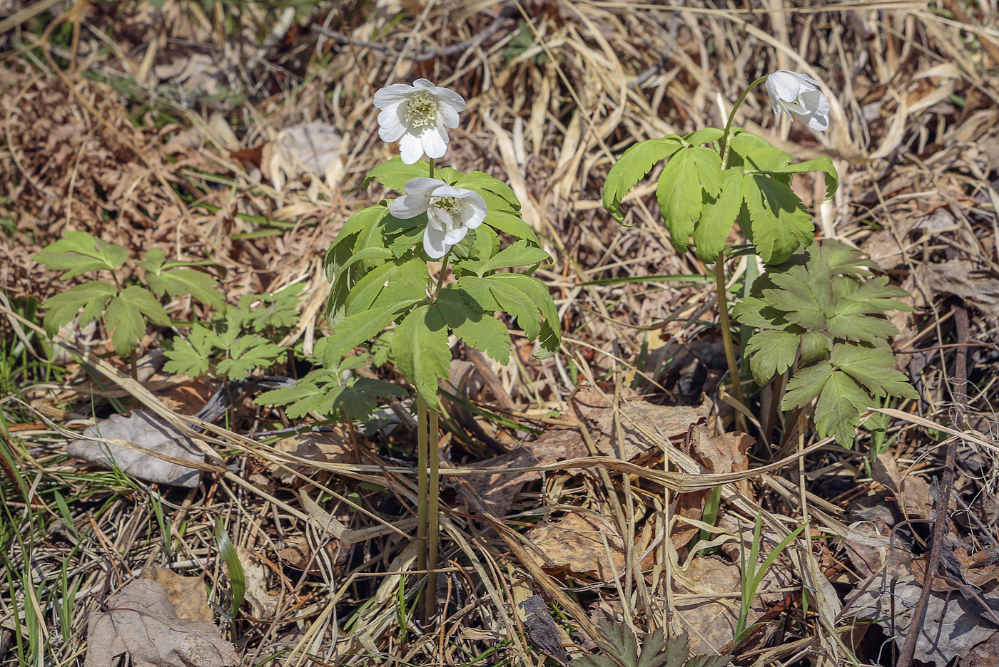 Изображение особи Anemone altaica.