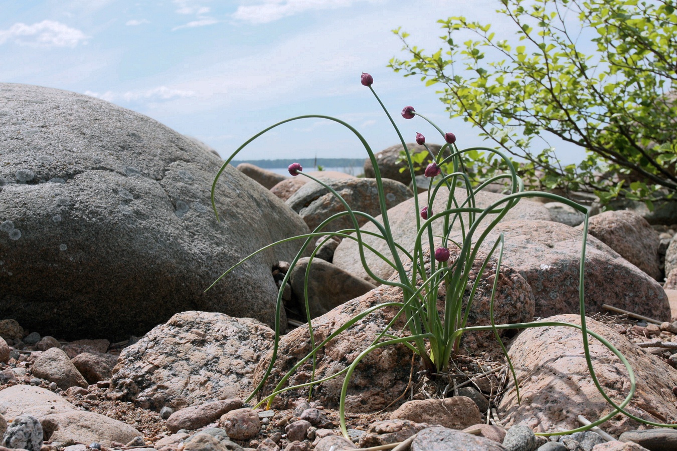 Image of Allium schoenoprasum specimen.