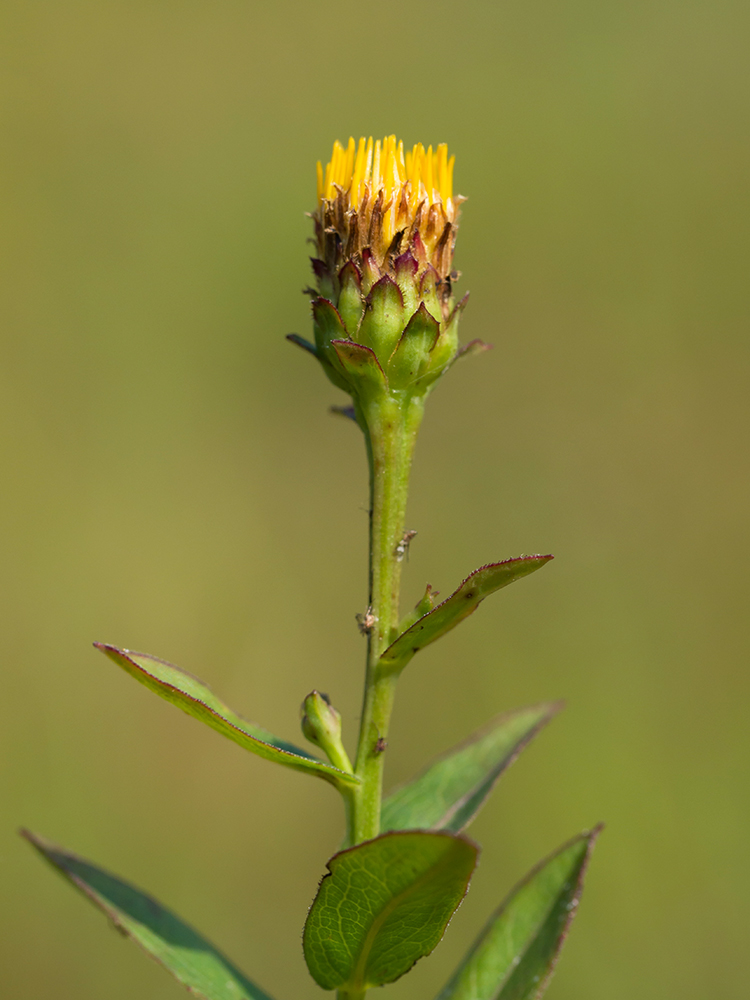 Изображение особи Inula aspera.