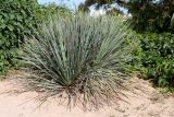 Yucca angustissima. Вегетирующее растение. Казахстан, г. Актау, в городском озеленении. 22 июня 2021 г.