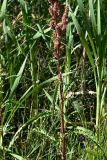 Rumex crispus