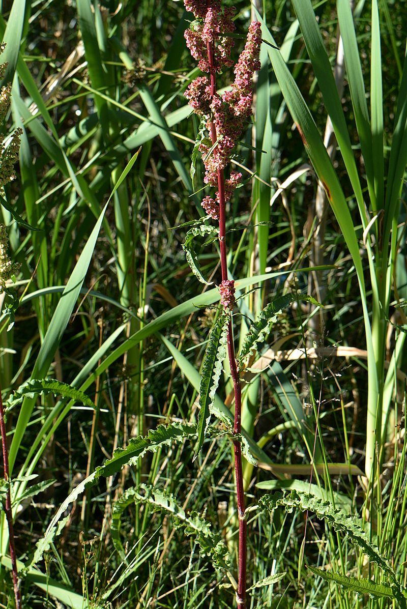 Image of Rumex crispus specimen.