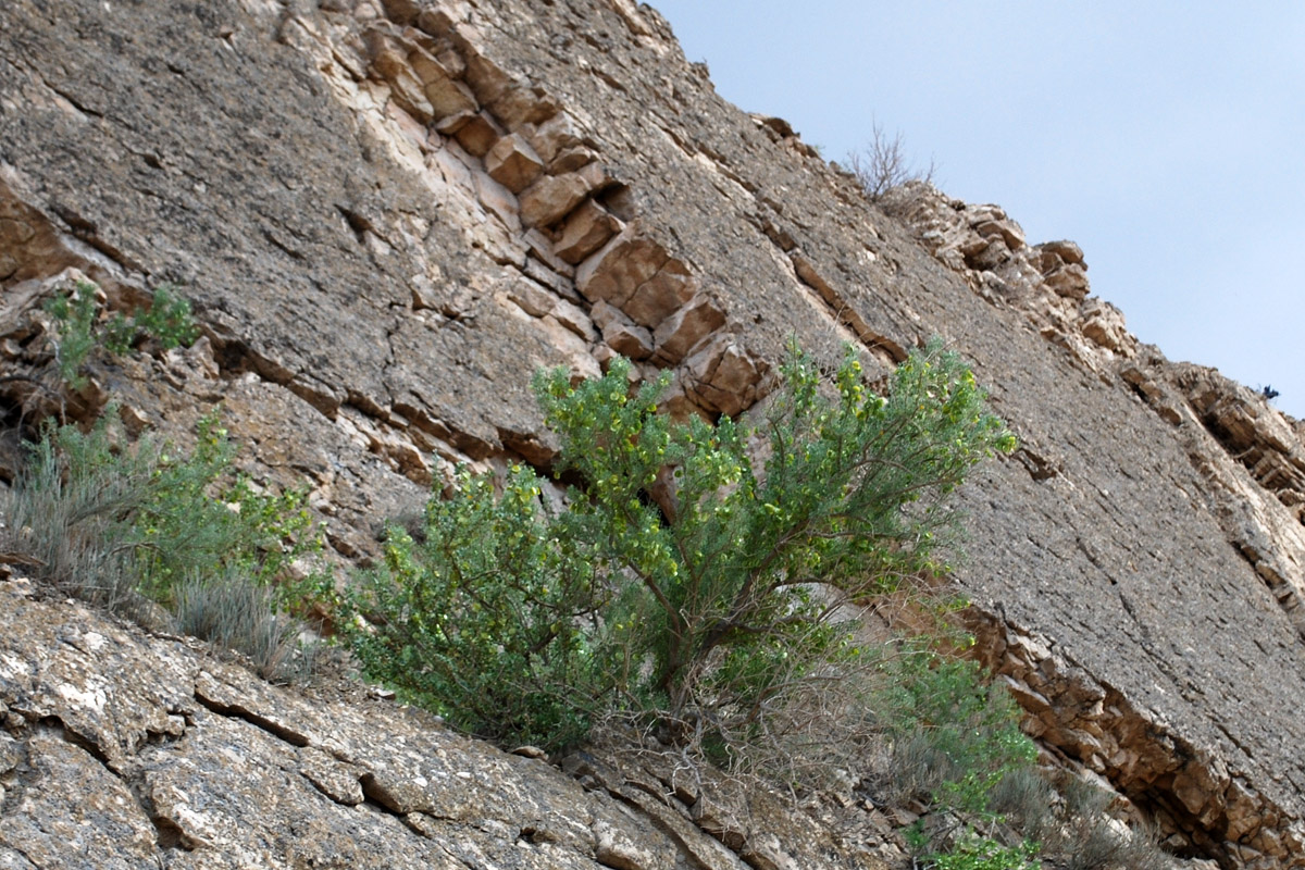 Image of Zygophyllum ferganense specimen.