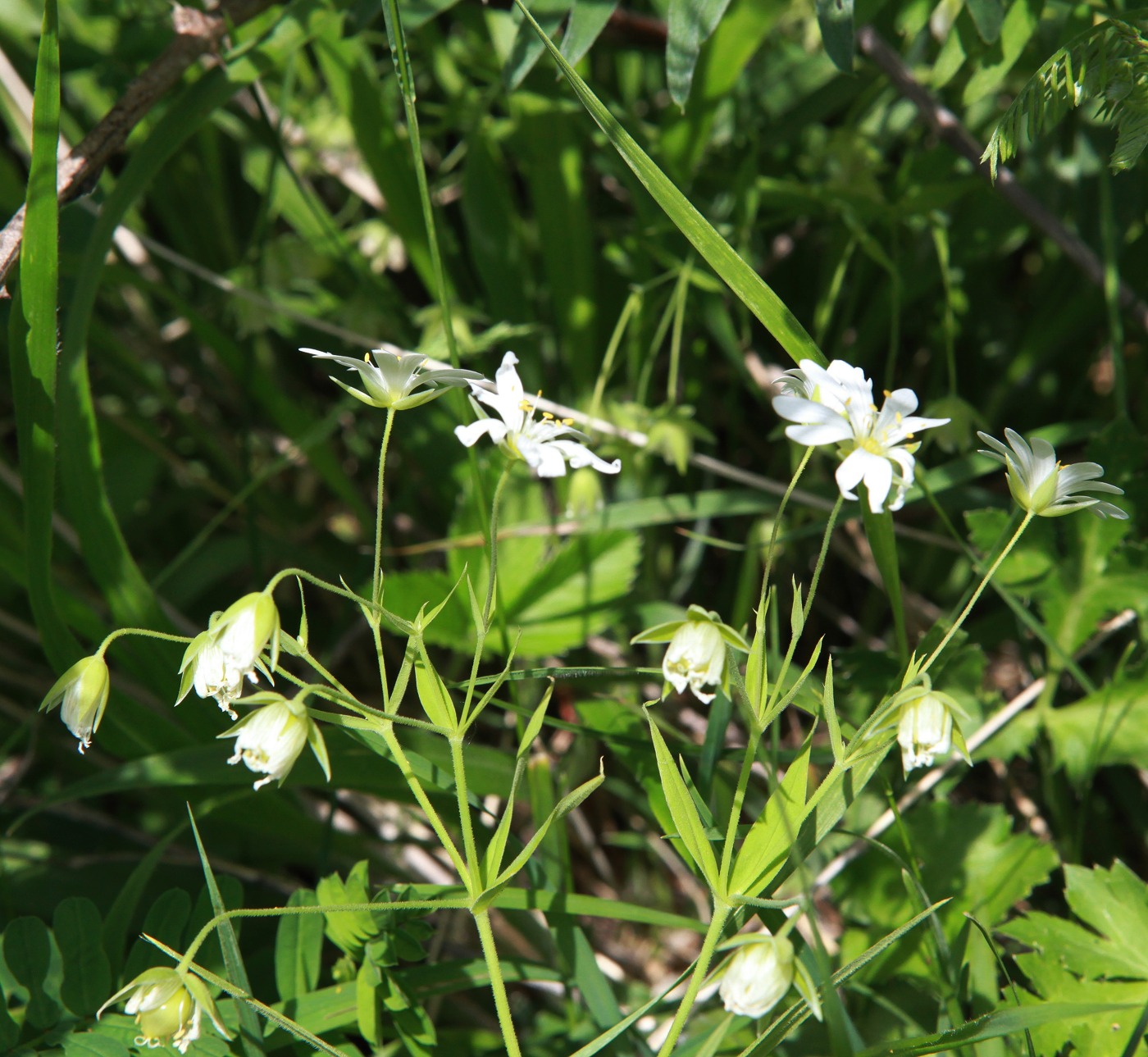 Изображение особи Cerastium holosteum.