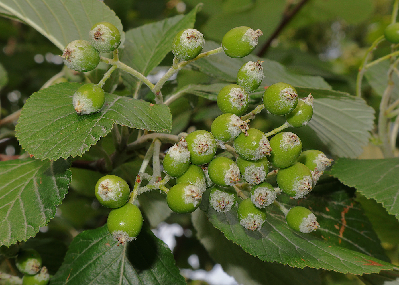 Image of Sorbus graeca specimen.