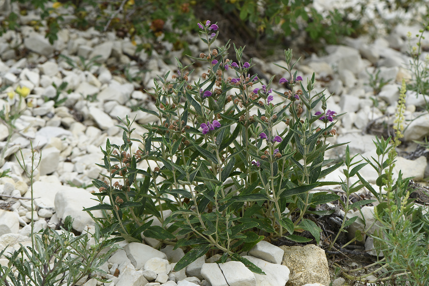 Image of Phlomis taurica specimen.