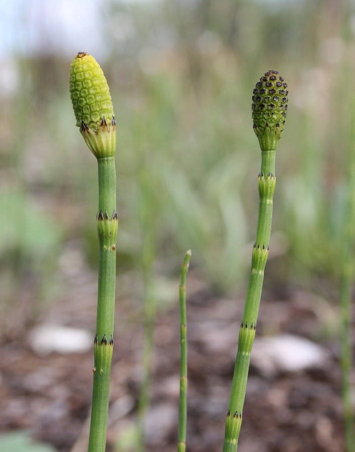 Изображение особи Equisetum fluviatile.