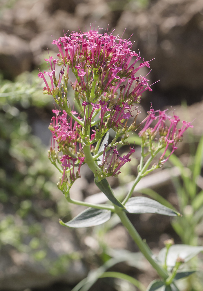 Image of Centranthus ruber specimen.