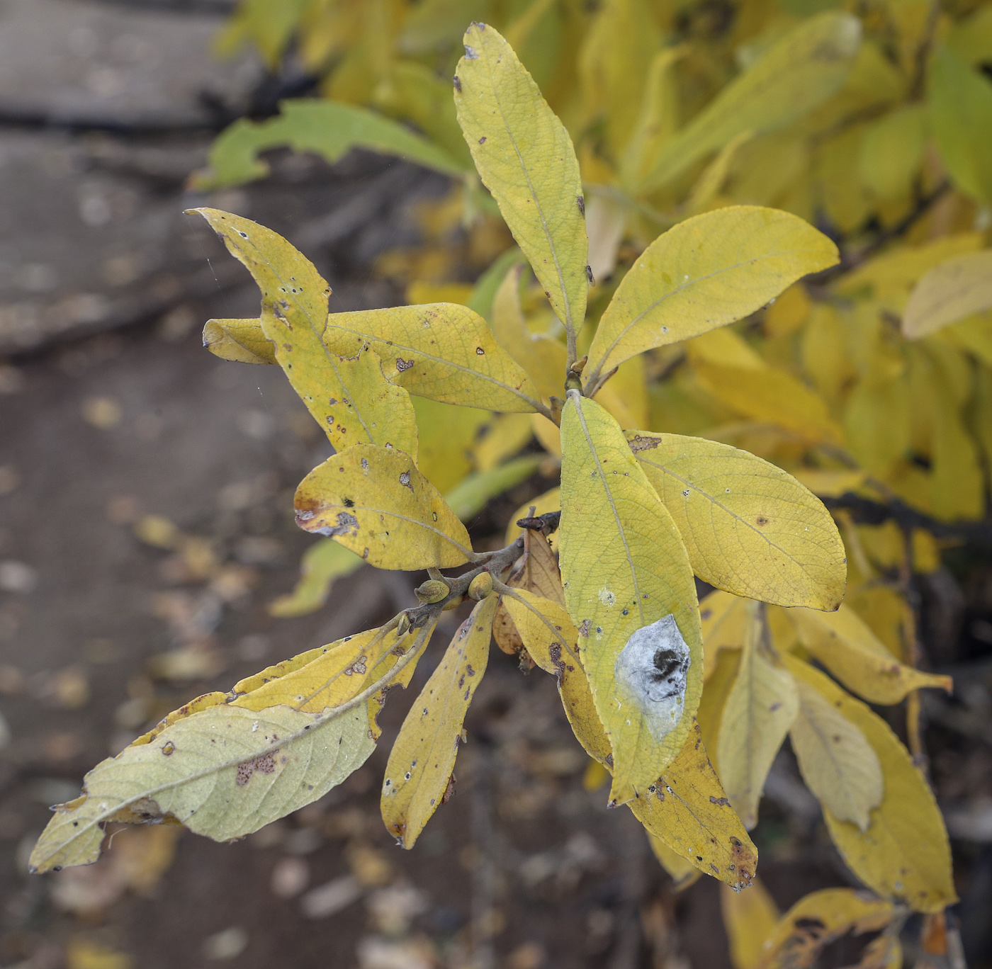 Image of Salix cinerea specimen.