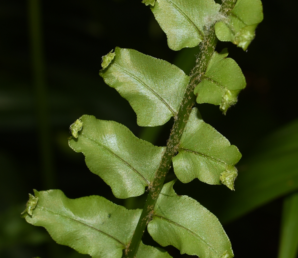 Image of Nephrolepis exaltata specimen.