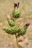 Cousinia umbrosa