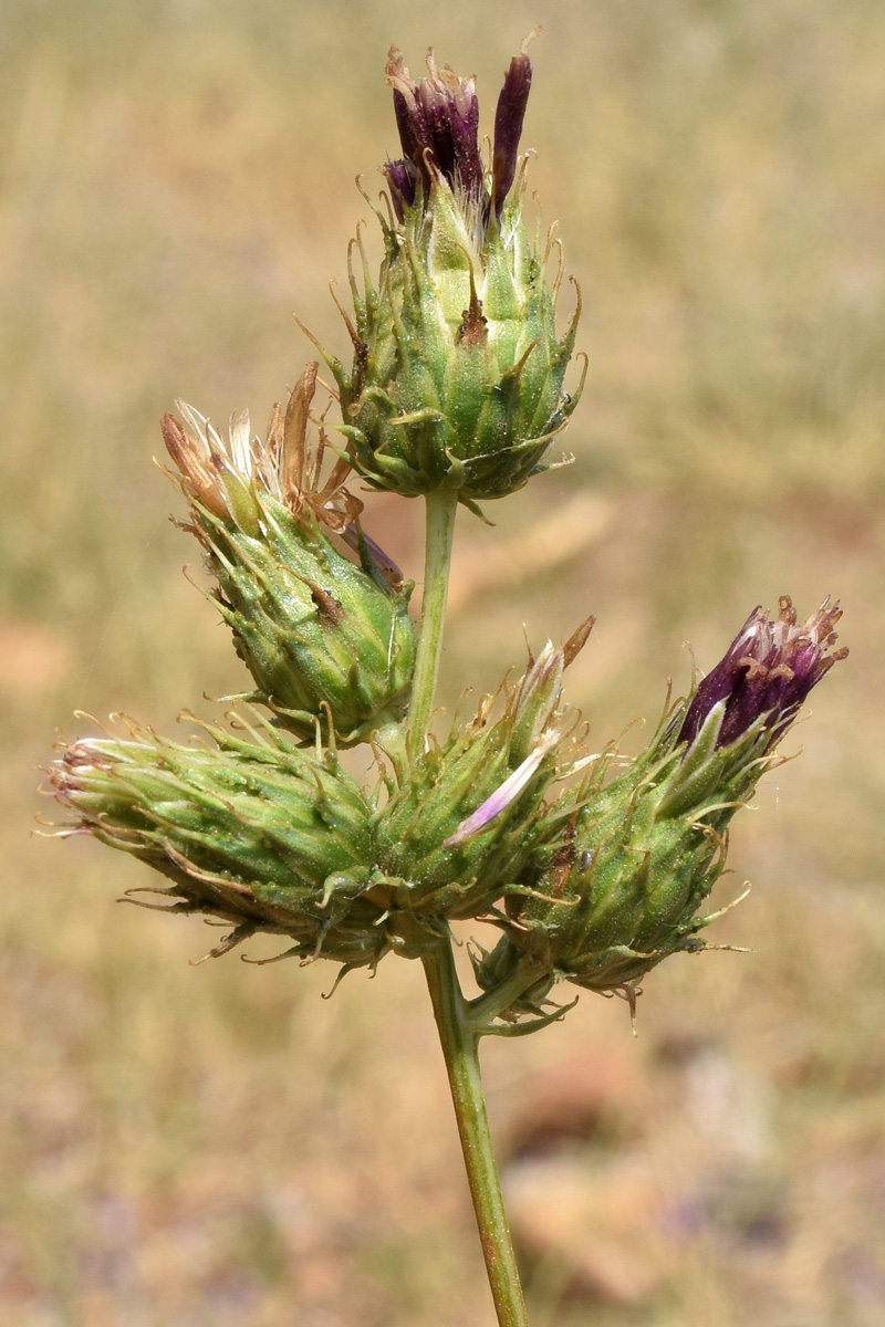 Image of Cousinia umbrosa specimen.