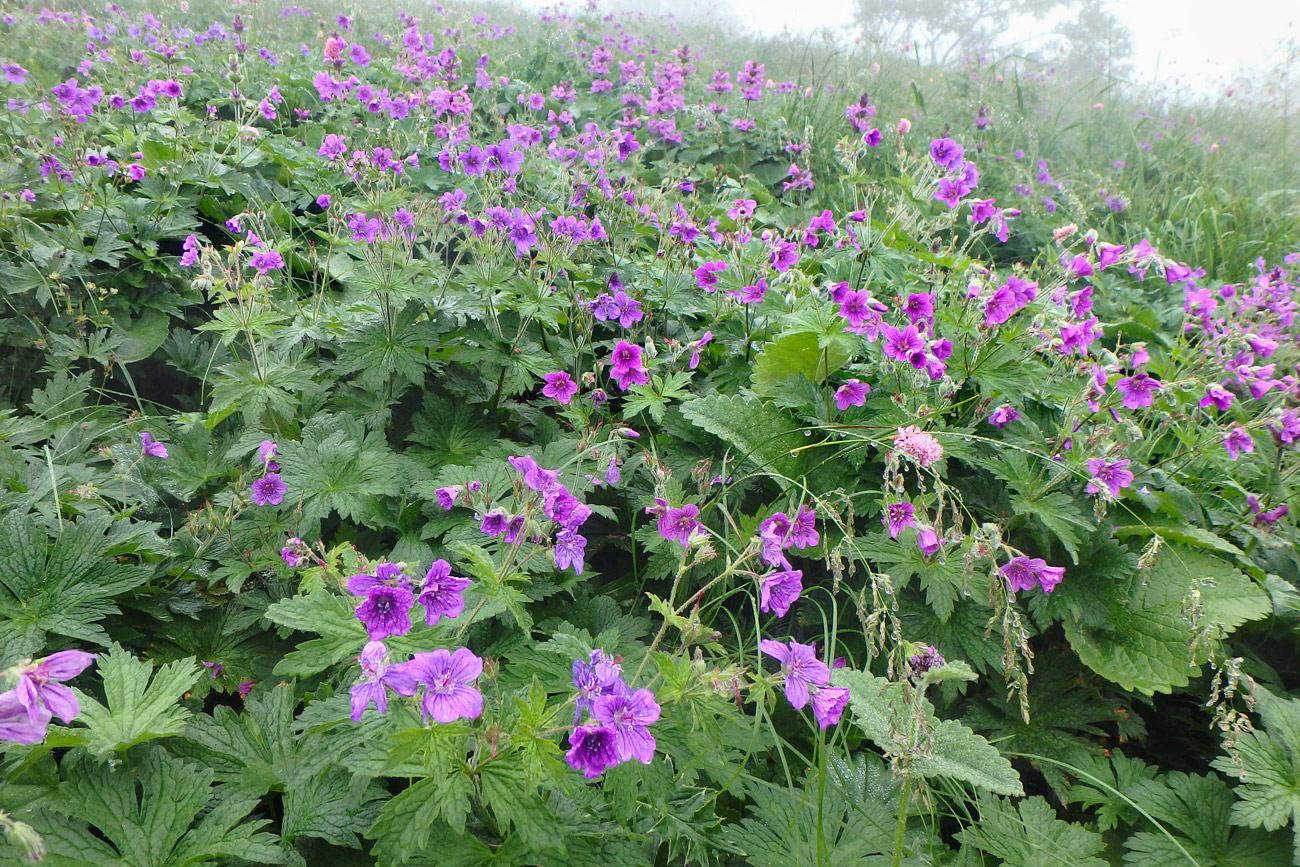 Изображение особи Geranium sylvaticum.