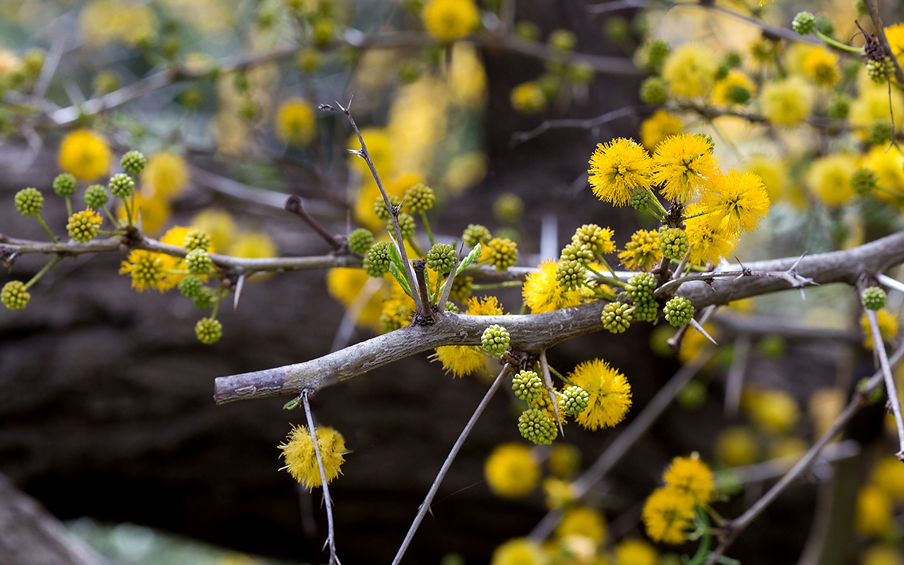 Image of Vachellia farnesiana specimen.