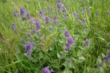 Nepeta mussinii