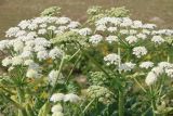 Heracleum albovii