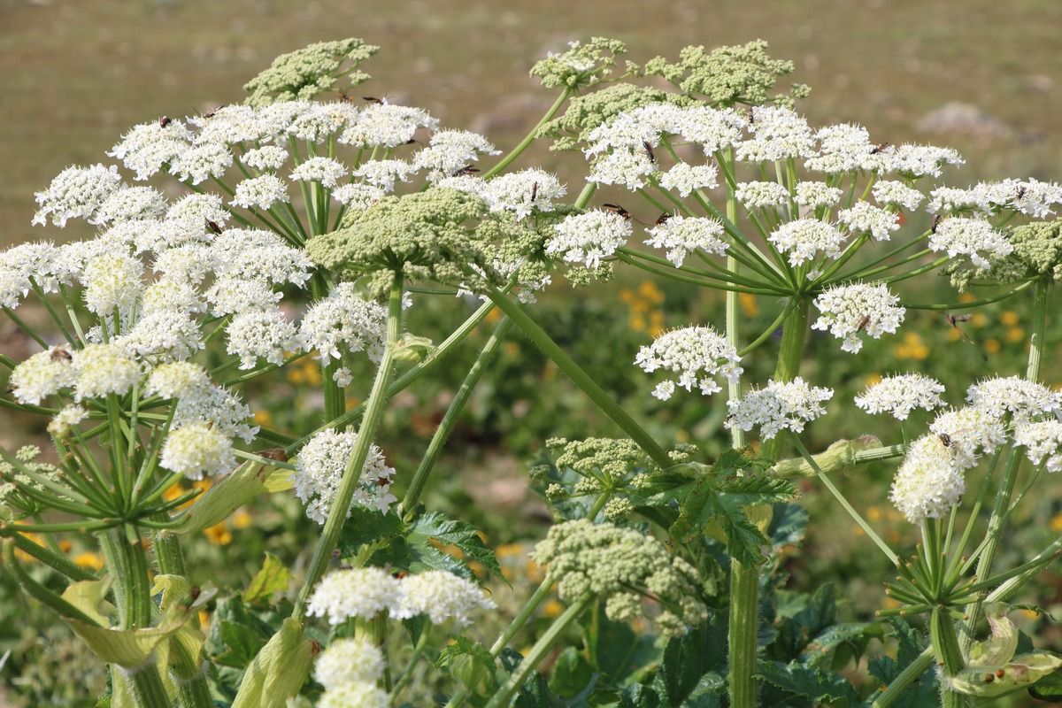 Изображение особи Heracleum albovii.