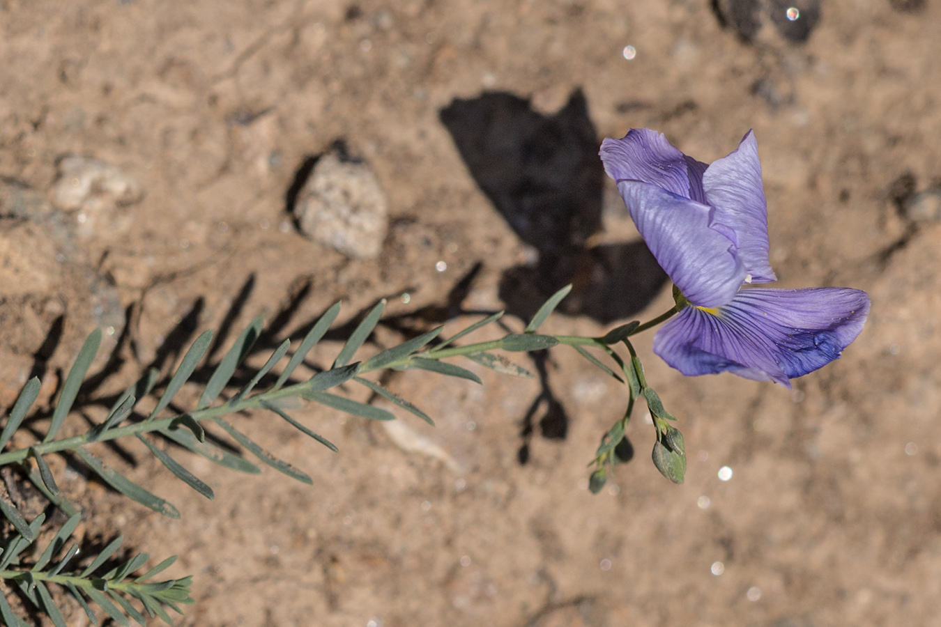 Изображение особи Linum austriacum.