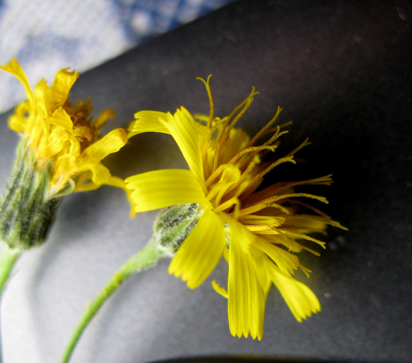Изображение особи Hieracium nasimovae.
