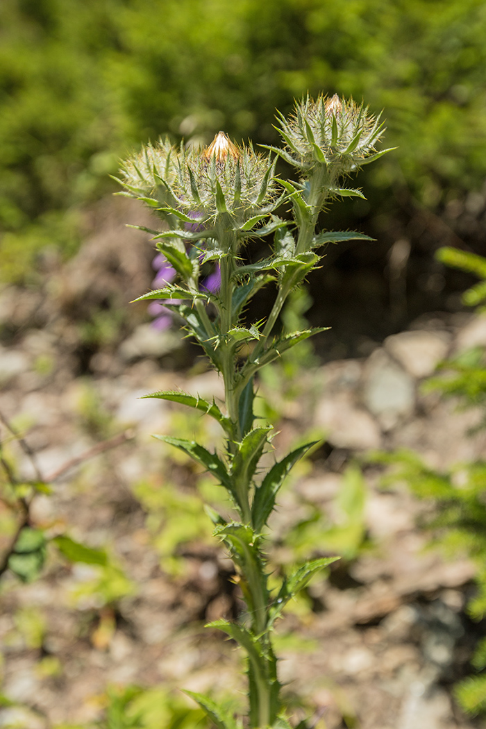 Изображение особи Carlina vulgaris.