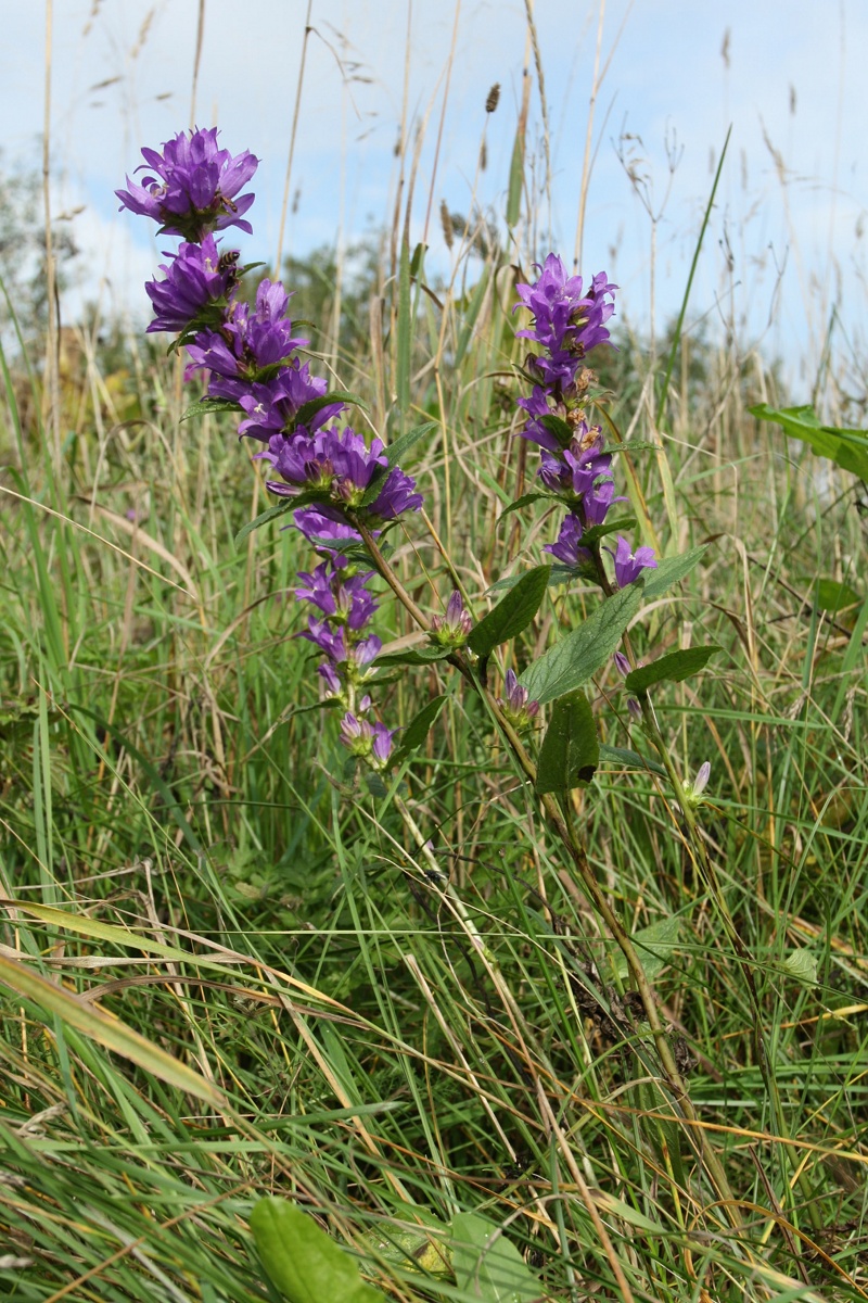 Изображение особи Campanula glomerata.