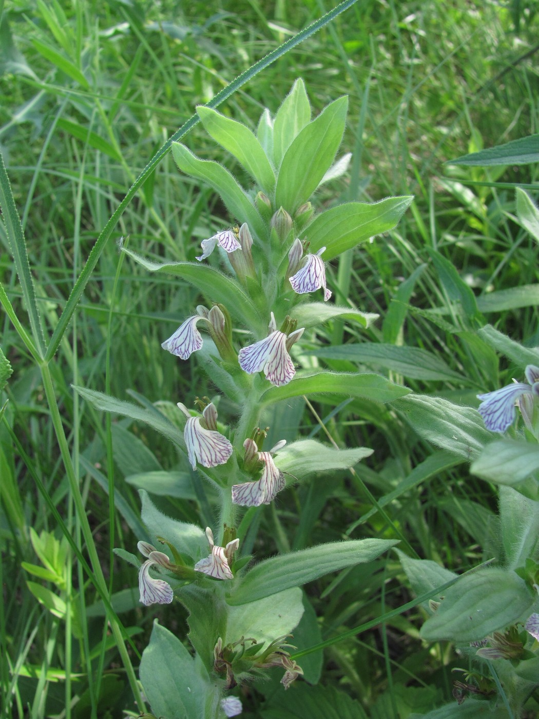 Image of Ajuga laxmannii specimen.