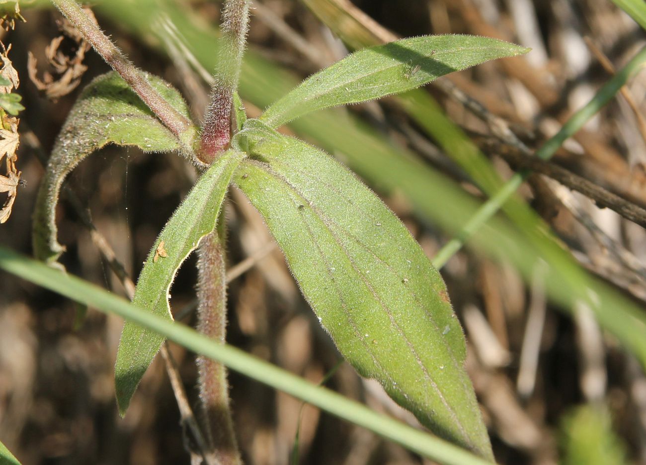 Image of Melandrium album specimen.