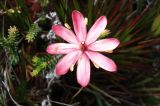 Ledothamnus sessiliflorus. Цветок. Венесуэла, национальный парк \"Канайма\", тепуи Рорайма. 03.02.2007.