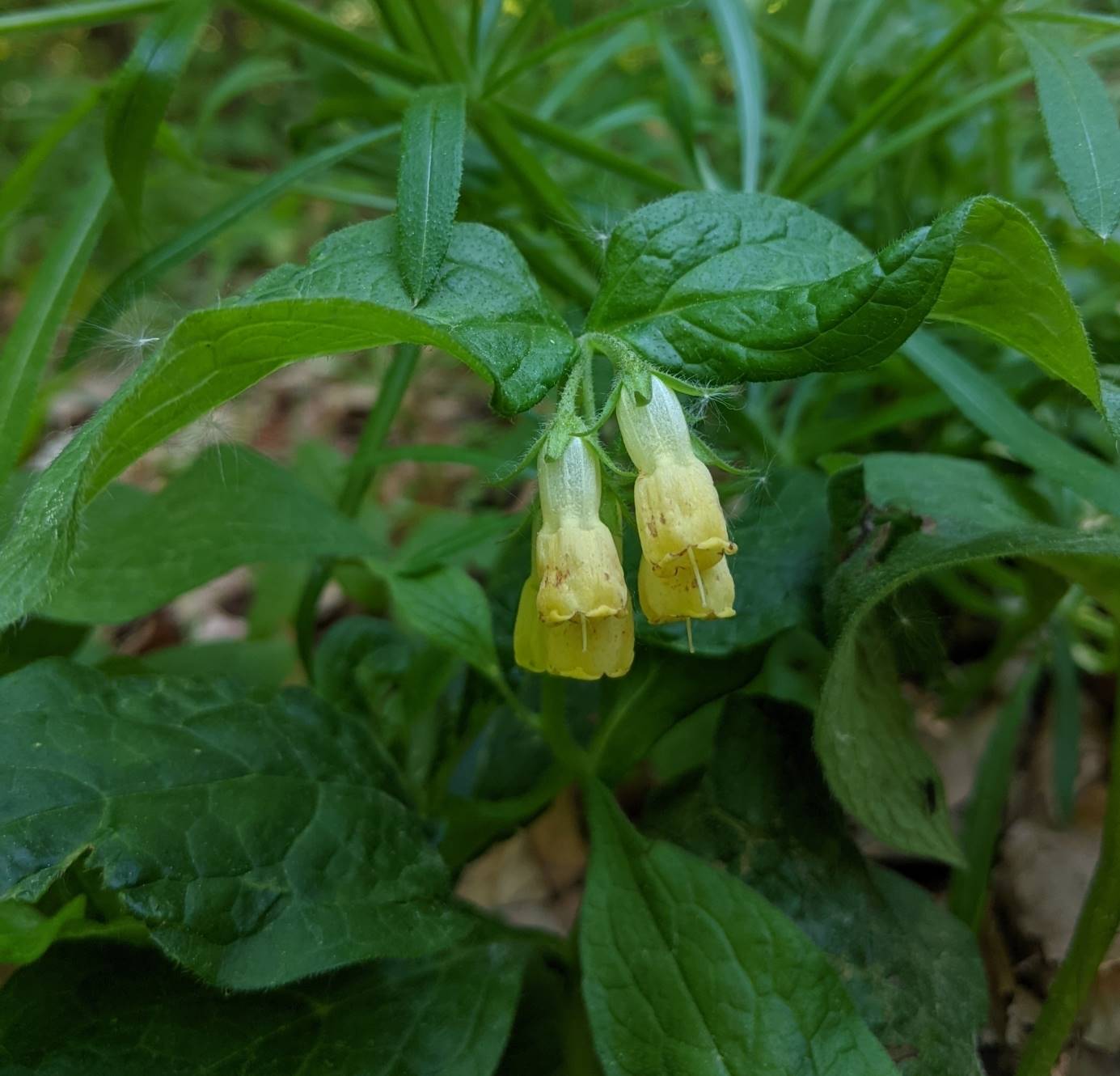 Изображение особи Symphytum tuberosum.