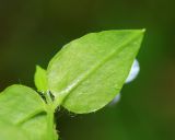 Pseudostellaria davidii