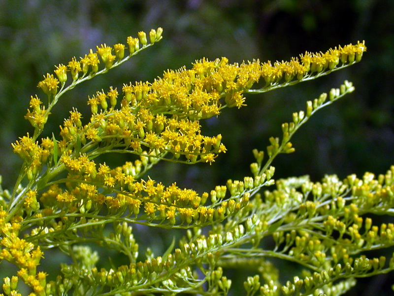 Image of Solidago canadensis specimen.