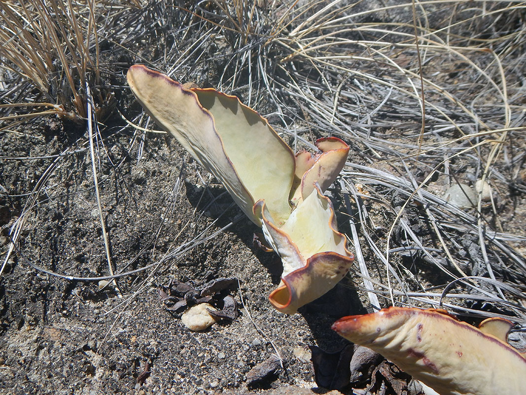 Изображение особи Kalanchoe synsepala.