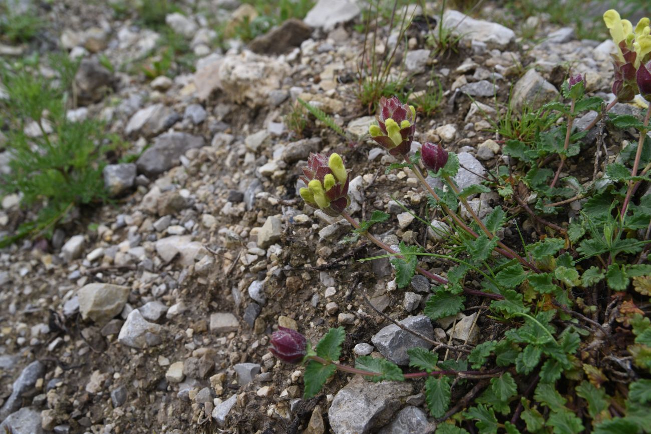 Image of Scutellaria polyodon specimen.