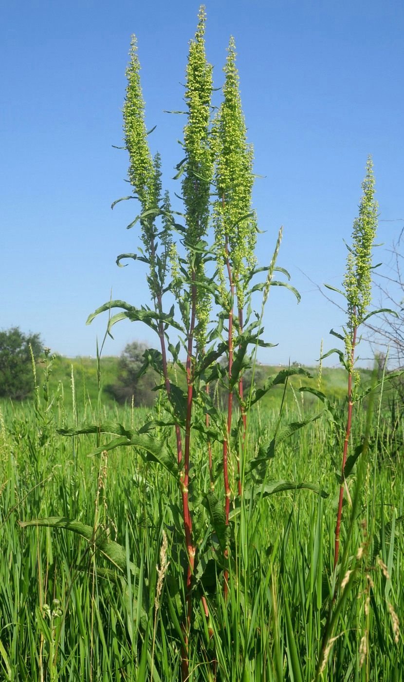 Изображение особи Rumex crispus.