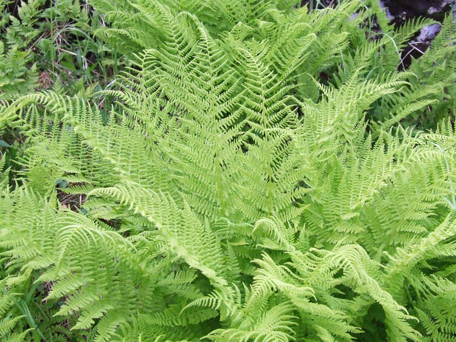 Изображение особи Athyrium distentifolium.