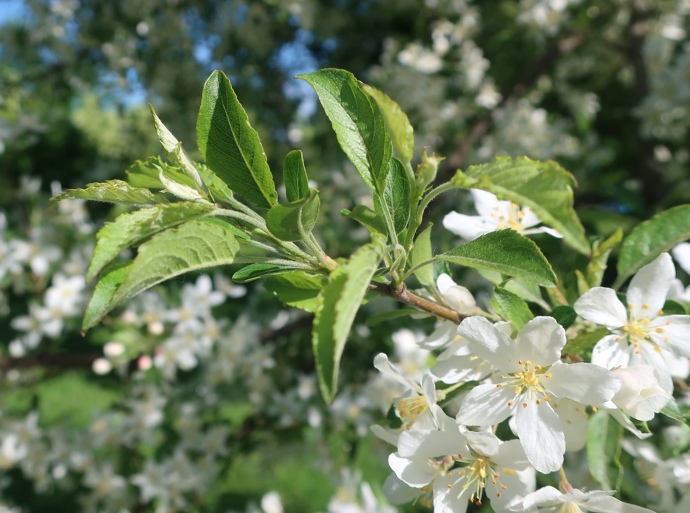 Изображение особи род Malus.