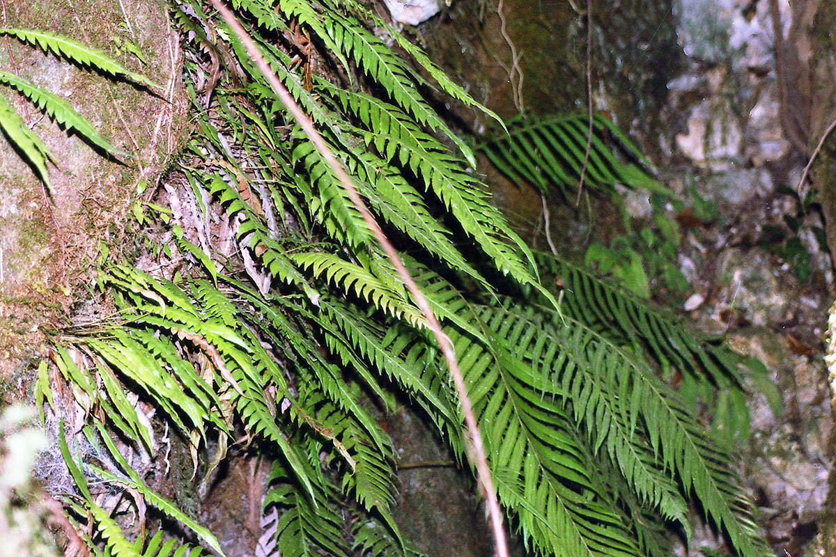 Image of class Polypodiopsida specimen.