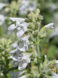 Nepeta racemosa. Верхушка соцветия ('Alba'). Испания, автономное сообщество Каталония, провинция Жирона, комарка Баш-Эмпорда, муниципалитет Палафружель, ботанический сад \"Кап-Роч\". 29.04.2022.