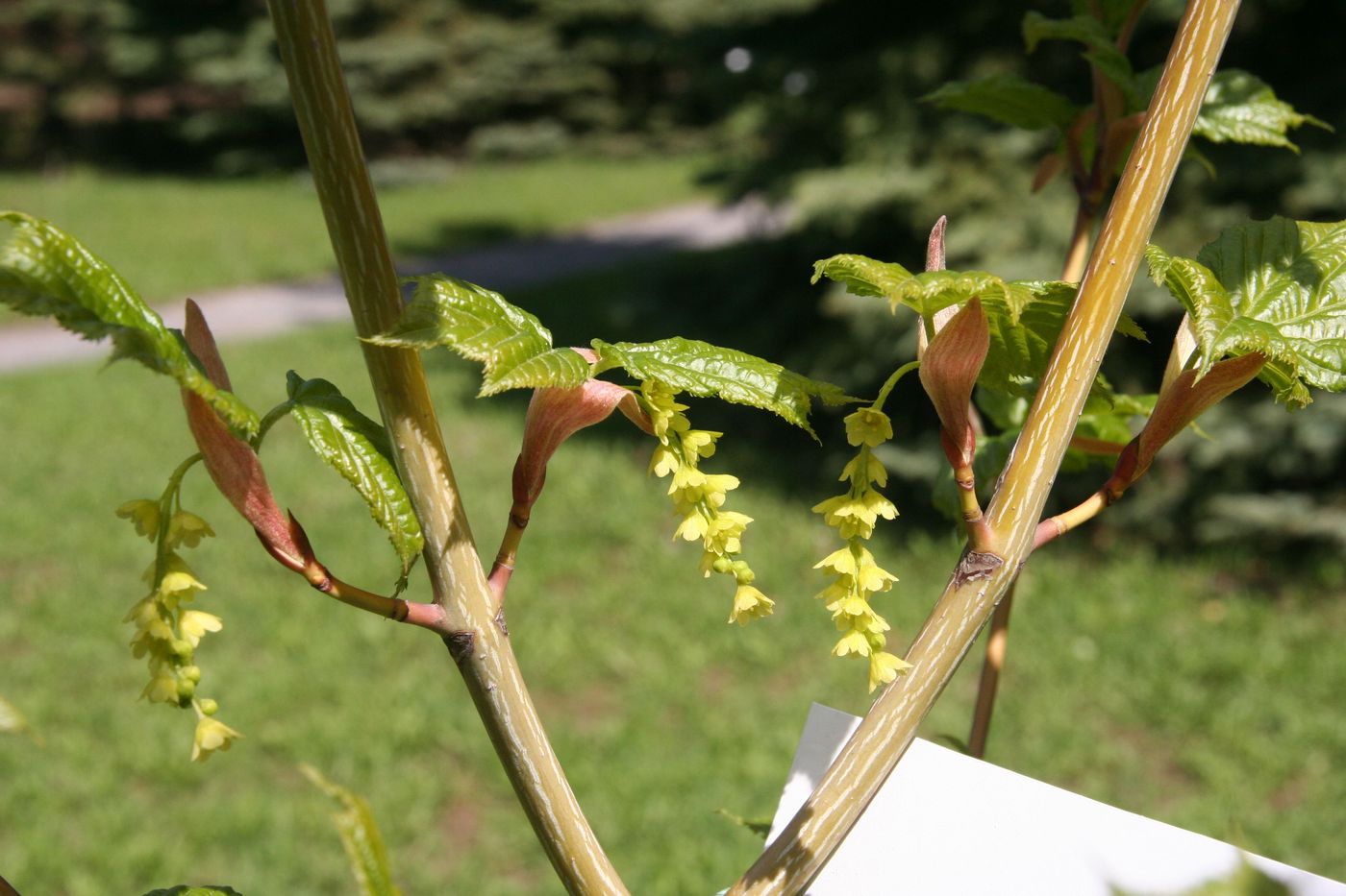 Image of Acer capillipes specimen.