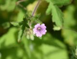 Geranium sibiricum. Цветок. Республика Ингушетия, Джейрахский р-н, заброшенное селение Эгикхал, луг рядом с башнями. 22 июня 2022 г.