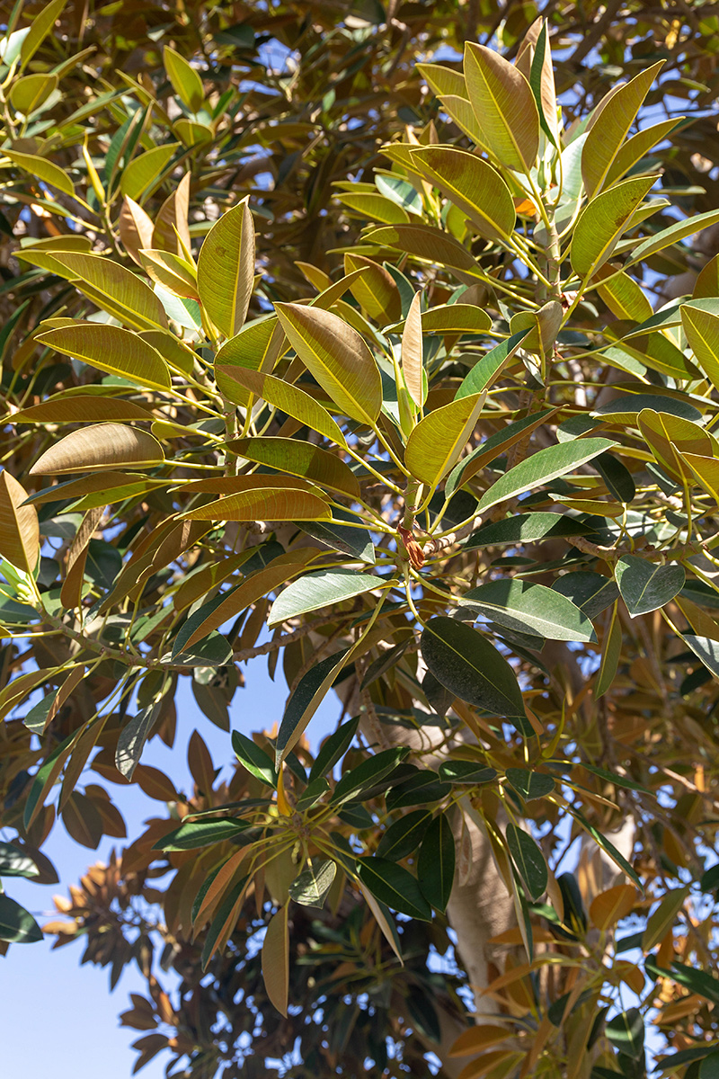 Image of Ficus rubiginosa specimen.