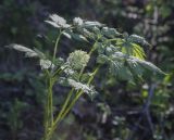 Actaea spicata